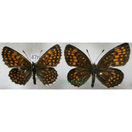 Melitaea athalia (Rottemburg, 1775) pair Przeplatka atalia Poland47n